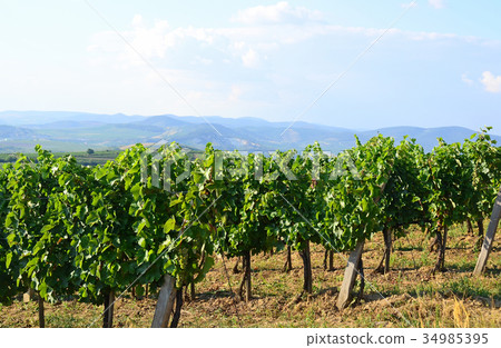Vineyards in the hill-side near Tokaj city, Hungar 34985395