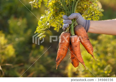 carrots in hands carrots in hands 34986556