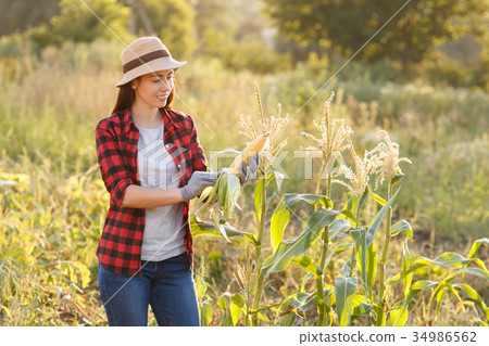 happy woman gardener with corn cob 34986562