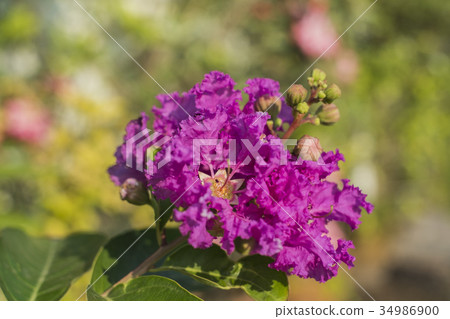 Lagerstroemia speciosa, beautiful purple flowers 34986900