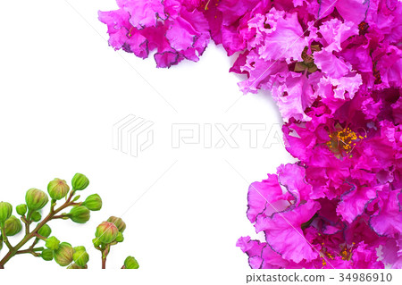 Purple flowers on white background 34986910