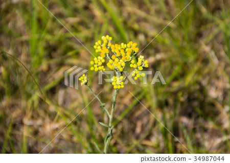 Helichrysum arenarium on meadow Helichrysum arenarium on meadow 34987044