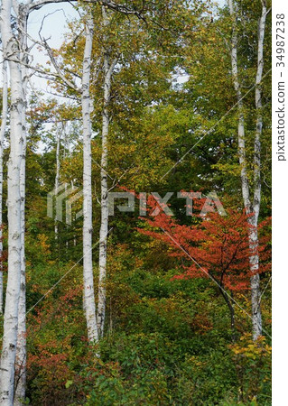 Hakuho (Yatsugatake Chushin Kogen Kougen National Park) Hakuho (Yatsugatake Chushin Kogen Kougen National Park) 34987238