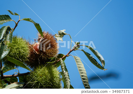 Autumn taste, chestnuts 34987371