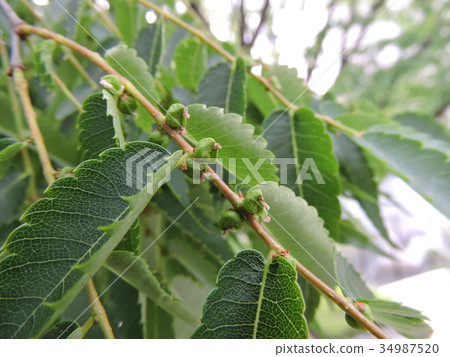 Zelkova 34987520