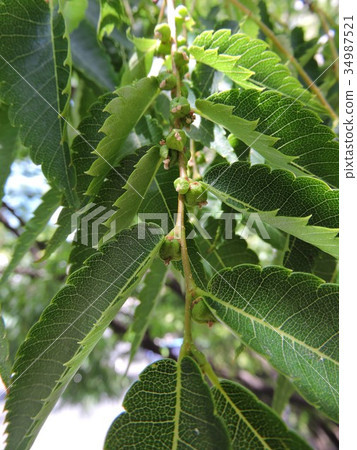 Zelkova 34987521