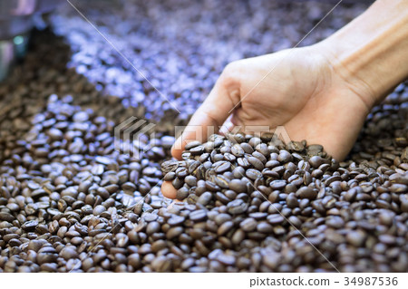 roast coffee man checking roasted coffee beans roast coffee man checking roasted coffee beans 34987536