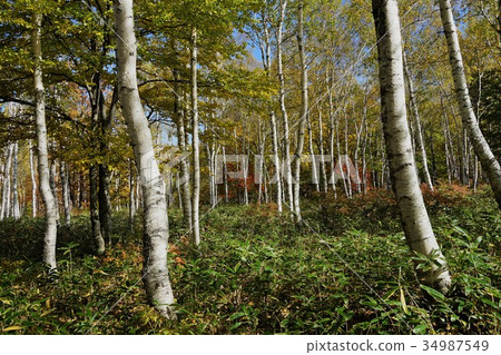 白鳳（Yatsugatake Chushin Kogen Kougen國家公園） 34987549