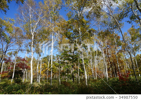 白鳳（Yatsugatake Chushin Kogen Kougen國家公園） 34987550
