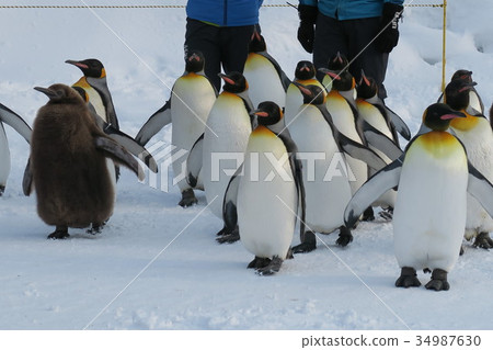 Walk of penguin (Asahiyama Zoo) Walk of penguin (Asahiyama Zoo) 34987630