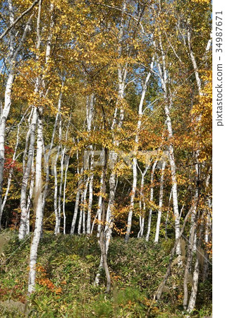 Hakuho (Yatsugatake Chushin Kogen Kougen National Park) 34987671