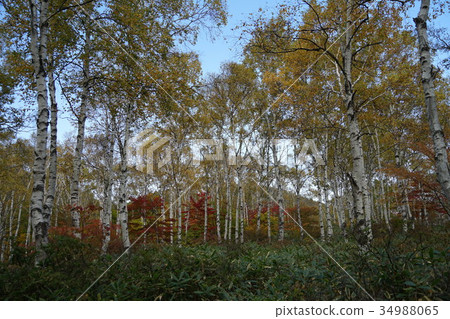 Hakuho (Yatsugatake Chushin Kogen Kougen National Park) Hakuho (Yatsugatake Chushin Kogen Kougen National Park) 34988065