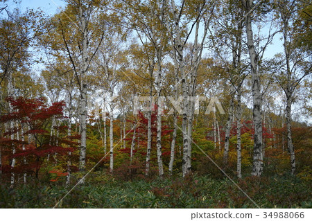 白鳳(Yatsugatake Chushin Kogen Kougen國家公園) 白鳳(Yatsugatake Chushin Kogen Kougen國家公園) 34988066