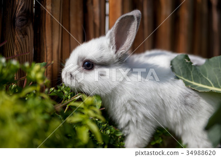 Rabbit Rabbit 34988620