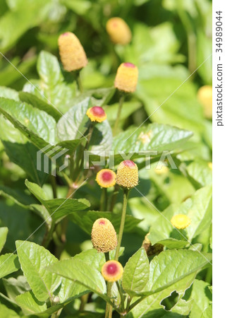 Netherlands Senichi 34989044