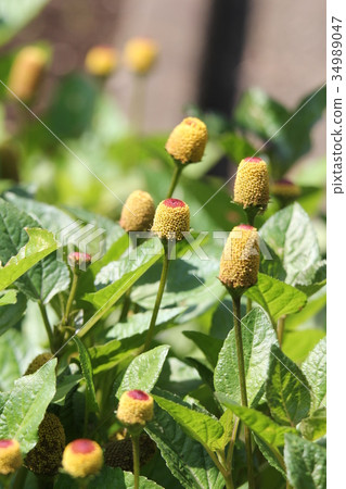 Netherlands Senichi Netherlands Senichi 34989047