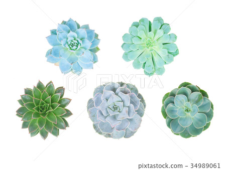 Succulent on white 34989061