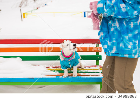 Jack Russell Terrier. Dog playing in winter park Jack Russell Terrier. Dog playing in winter park 34989868