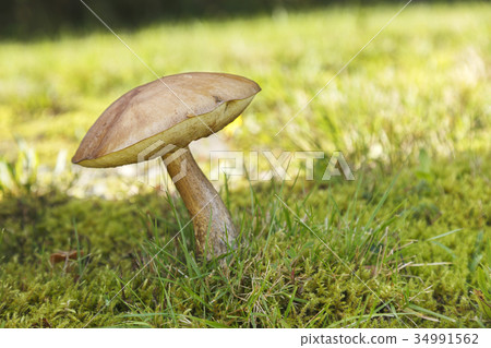 Mushrooms in an autumn mushroom forest. 34991562