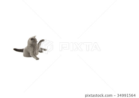 Portrait of British Shorthair cat 34991564