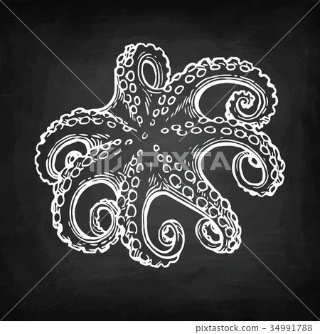 Octopus chalk sketch Octopus chalk sketch 34991788