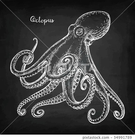 Octopus chalk sketch 34991789
