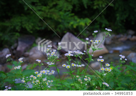 Himejoon盛開在河邊 Himejoon盛開在河邊 34991853