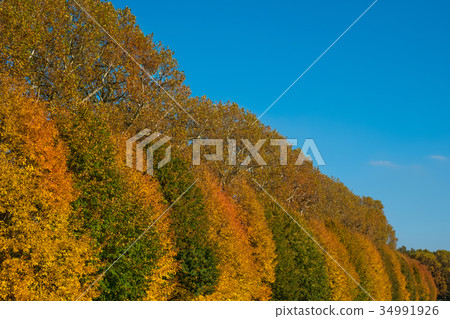 colorful trees , blue sky autumn forest landscape colorful trees , blue sky autumn forest landscape 34991926