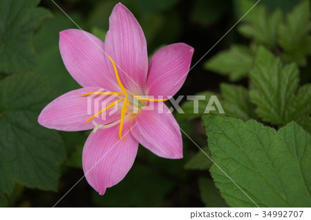 Zephyrinus: Caritana Zephyrinus: Caritana 34992707