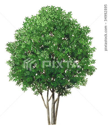 An illustration of a rat mochi A precise plant drawing of a rat mochi mochi mochi mochi 34992895