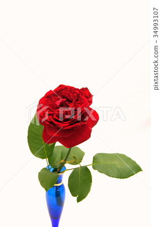 Single rose red rose (Winschotten) 34993107