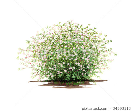 White clover flower 34993113