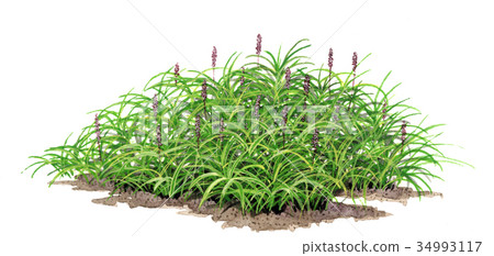 fieriya麩皮的精美植物圖畫 fieriya麩皮的精美植物圖畫 34993117