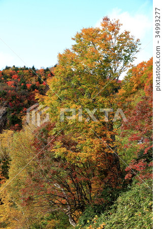 Tsubururo Valley Autumn leaves Tsubururo Valley Autumn leaves 34993277