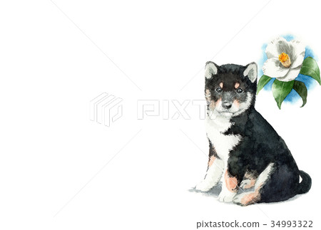 Postcard material of dogs Dog of ebony dog Horizontal type 34993322