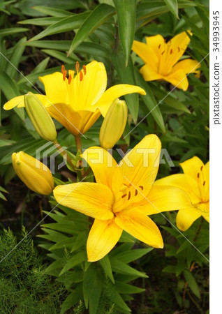 Yellow lily (Asian tick hybrid) Yellow lily (Asian tick hybrid) 34993945