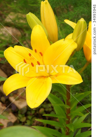 Yellow lily (Asian tick hybrid) Yellow lily (Asian tick hybrid) 34993948