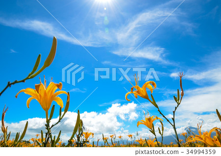 金針花，金針花季，Sixty Ishiyama，Tomisato，Rinka Hana，紅花 34994359