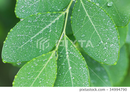 Leaf with water drops clean image 34994790