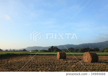 在收割期的Nagana高速公路 34994888