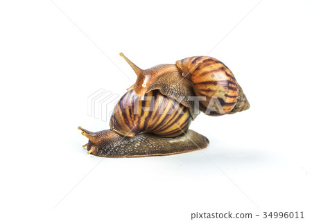 snails on white background ,Can convey the love snails on white background ,Can convey the love 34996011
