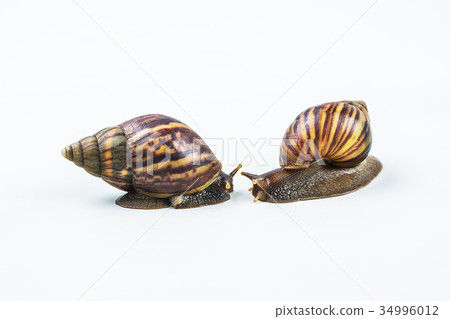 snails on white background ,Can convey the love snails on white background ,Can convey the love 34996012