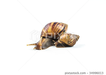 snails on white background ,Can convey the love snails on white background ,Can convey the love 34996013