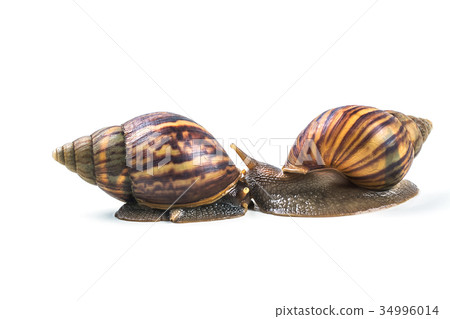 snails on white background  ,Can convey the love  34996014
