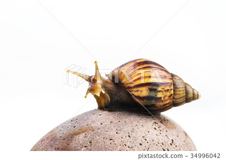 snails on white background snails on white background 34996042