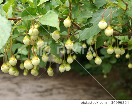 Ekonoki(真實的) Ekonoki(真實的) 34996264