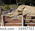非洲大象 34997763