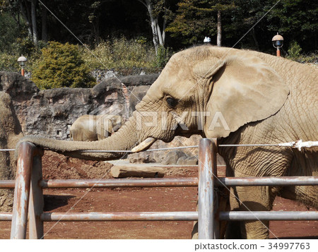 非洲大象 34997763