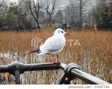 海鷗隊友 34997764