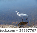 灰鷺 34997767